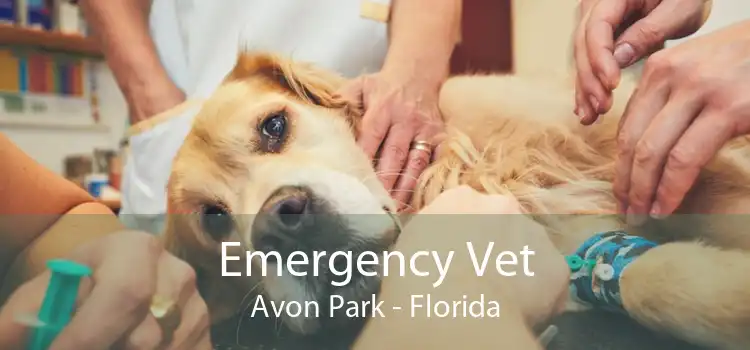 Emergency Vet Avon Park - Florida
