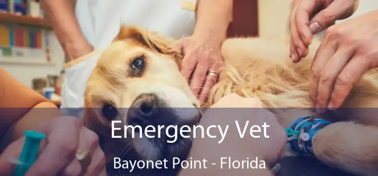 Emergency Vet Bayonet Point - Florida