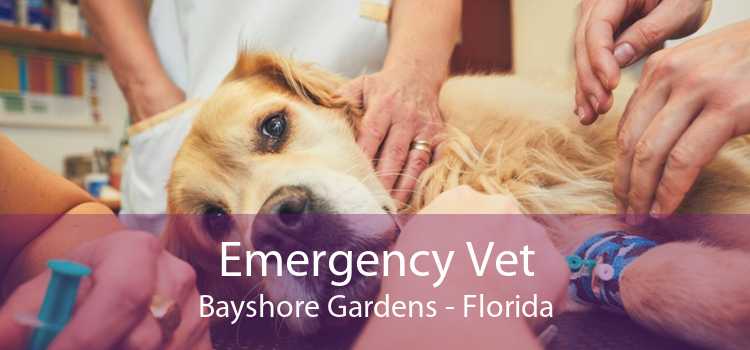 Emergency Vet Bayshore Gardens - Florida