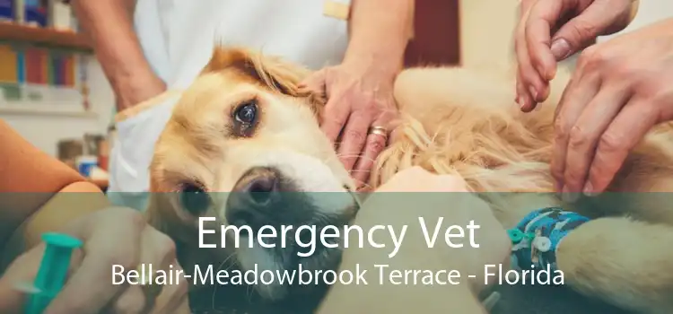 Emergency Vet Bellair-Meadowbrook Terrace - Florida