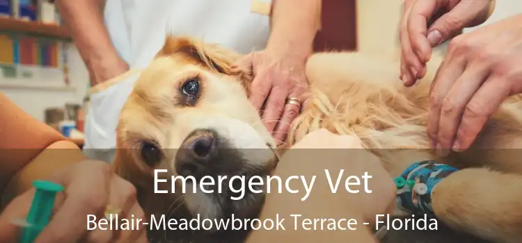 Emergency Vet Bellair-Meadowbrook Terrace - Florida