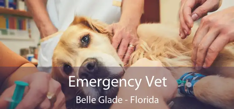 Emergency Vet Belle Glade - Florida