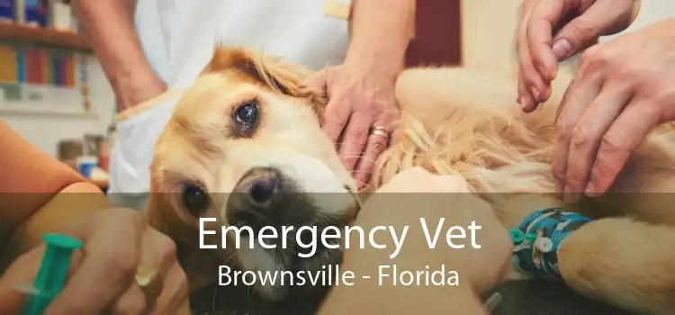 Emergency Vet Brownsville - Florida
