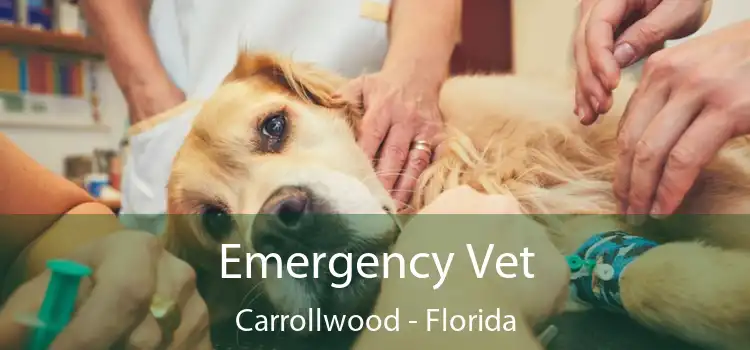 Emergency Vet Carrollwood - Florida