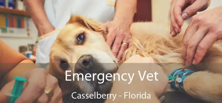 Emergency Vet Casselberry - Florida