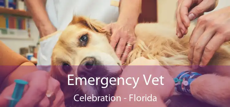 Emergency Vet Celebration - Florida