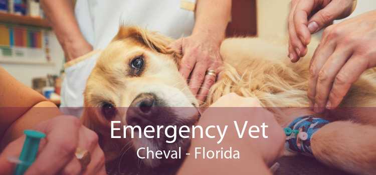 Emergency Vet Cheval - Florida