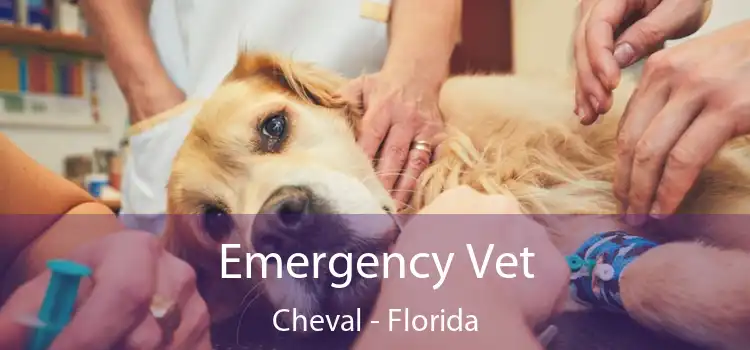 Emergency Vet Cheval - Florida