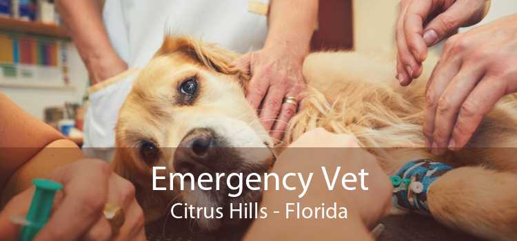 Emergency Vet Citrus Hills - Florida