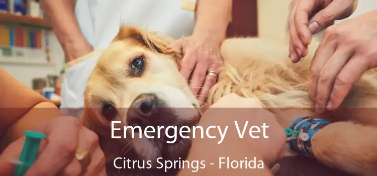 Emergency Vet Citrus Springs - Florida