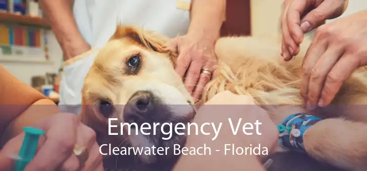 Emergency Vet Clearwater Beach - Florida