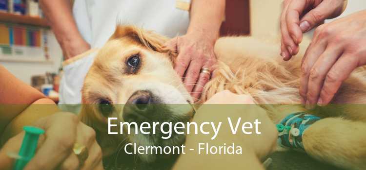 Emergency Vet Clermont - Florida