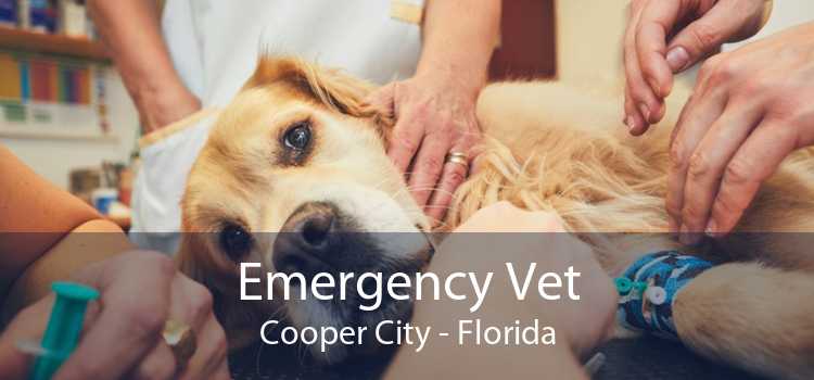 Emergency Vet Cooper City - Florida