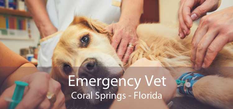 Emergency Vet Coral Springs - Florida
