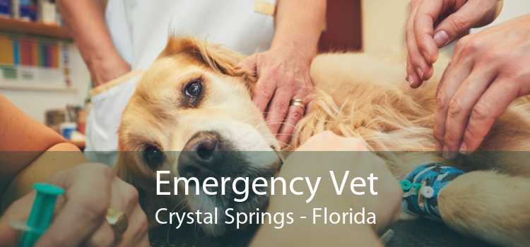 Emergency Vet Crystal Springs - Florida