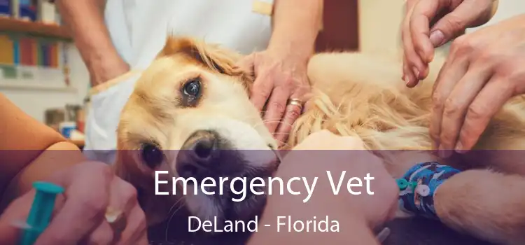 Emergency Vet DeLand - Florida