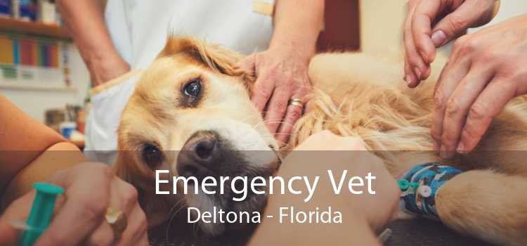 Emergency Vet Deltona - Florida