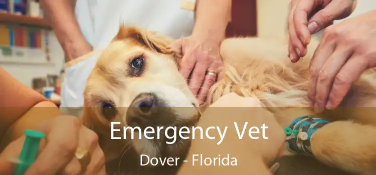 Emergency Vet Dover - Florida