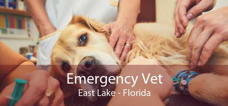 Emergency Vet East Lake - Florida