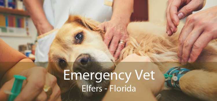 Emergency Vet Elfers - Florida