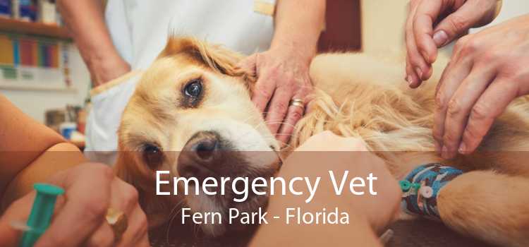 Emergency Vet Fern Park - Florida