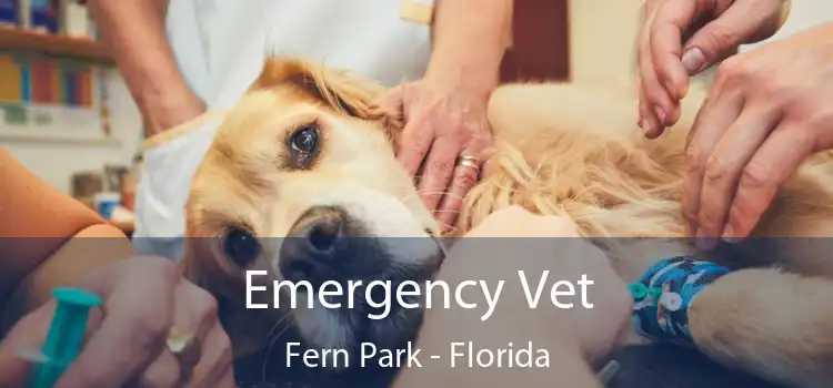 Emergency Vet Fern Park - Florida