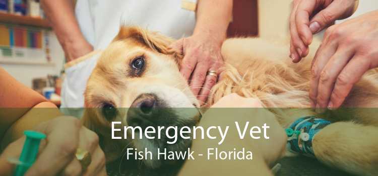 Emergency Vet Fish Hawk - Florida