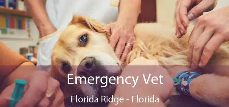 Emergency Vet Florida Ridge - Florida