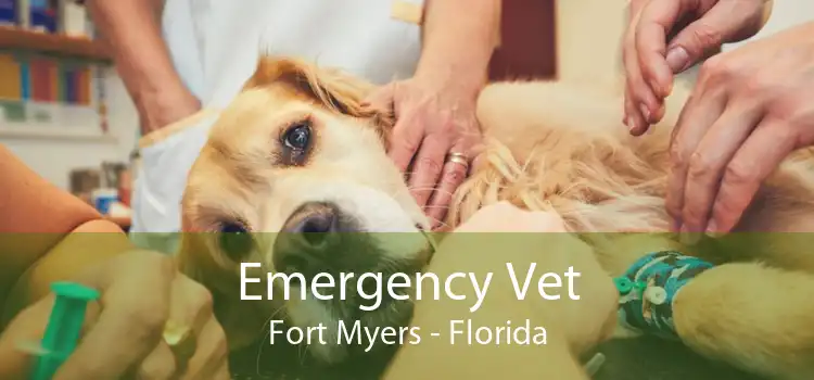 Emergency Vet Fort Myers - Florida