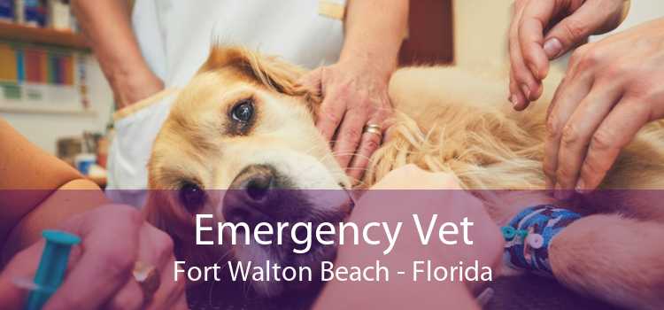 Emergency Vet Fort Walton Beach - Florida