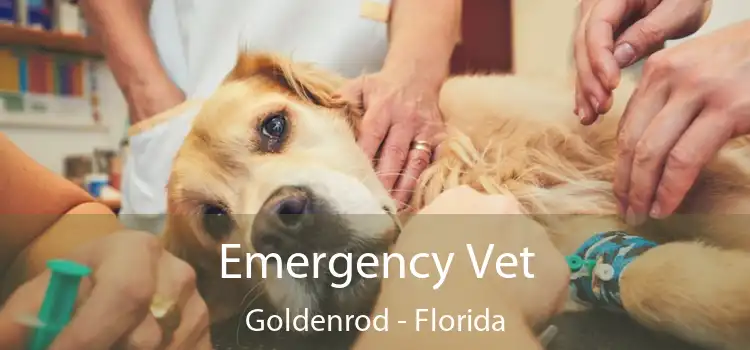 Emergency Vet Goldenrod - Florida