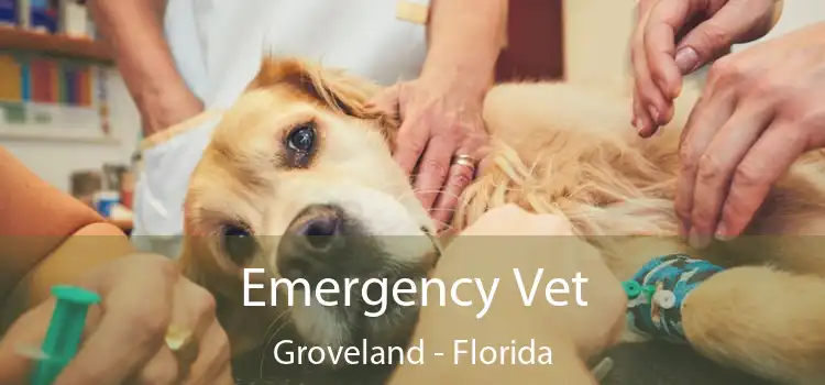 Emergency Vet Groveland - Florida