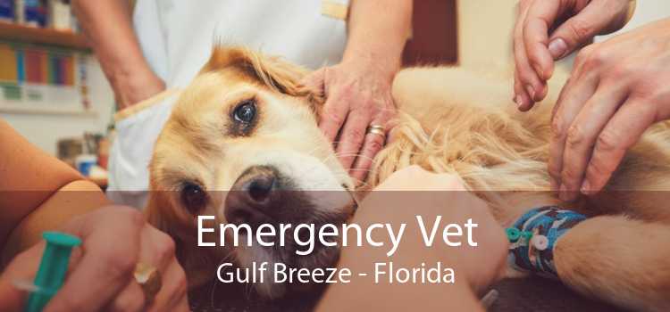 Emergency Vet Gulf Breeze - Florida