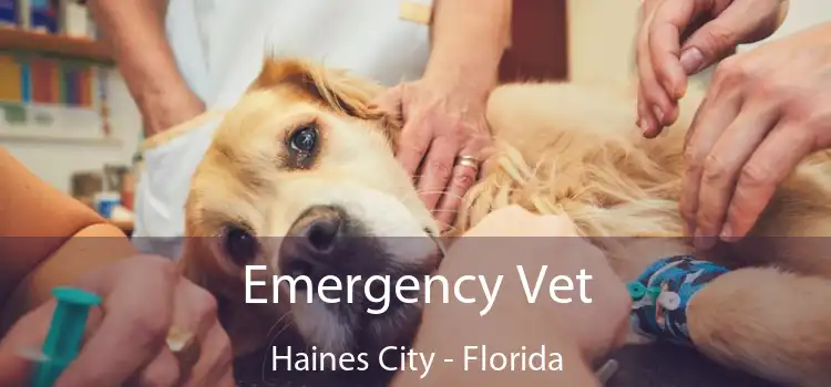 Emergency Vet Haines City - Florida