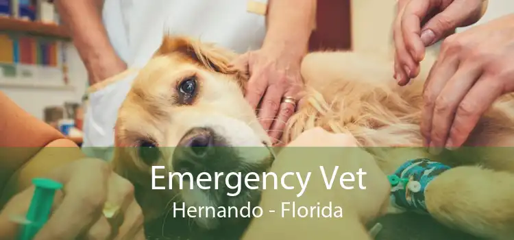 Emergency Vet Hernando - Florida