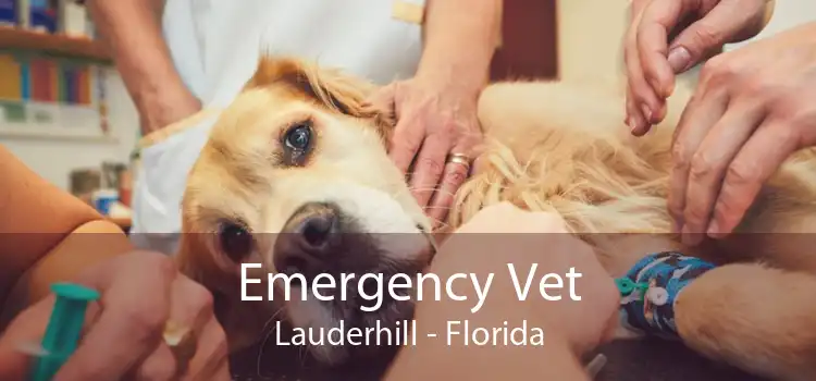 Emergency Vet Lauderhill - Florida