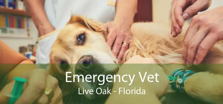 Emergency Vet Live Oak - Florida