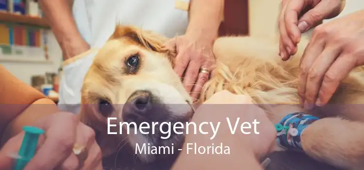 Emergency Vet Miami - Florida