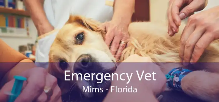 Emergency Vet Mims - Florida