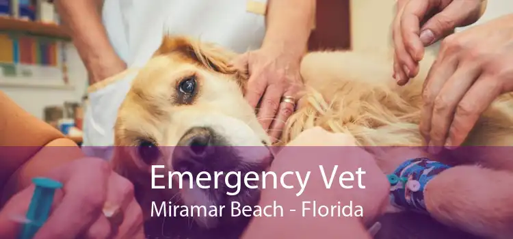 Emergency Vet Miramar Beach - Florida