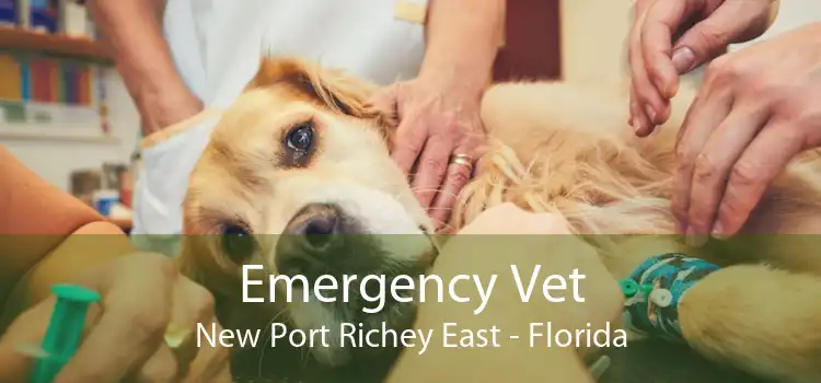 Emergency Vet New Port Richey East - Florida