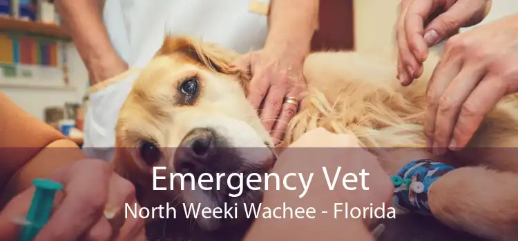 Emergency Vet North Weeki Wachee - Florida