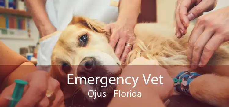 Emergency Vet Ojus - Florida