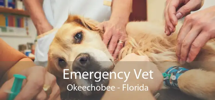 Emergency Vet Okeechobee - Florida