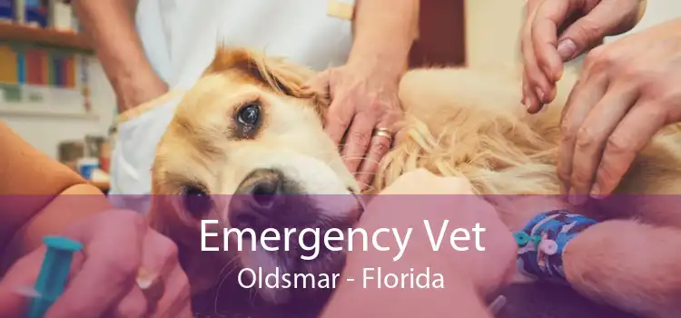 Emergency Vet Oldsmar - Florida