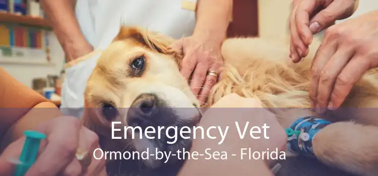 Emergency Vet Ormond-by-the-Sea - Florida