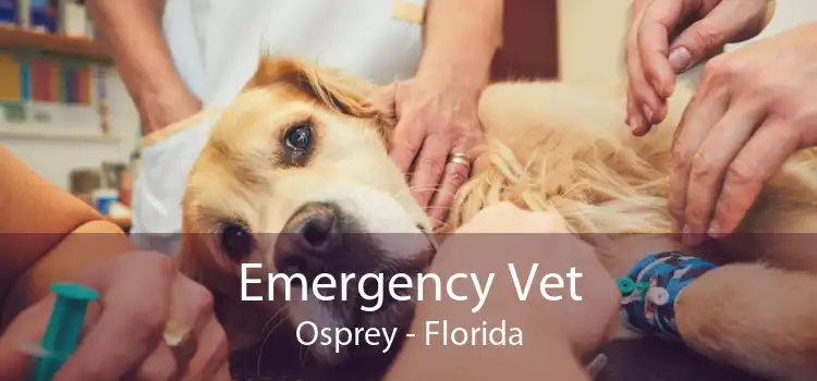 Emergency Vet Osprey - Florida