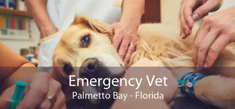Emergency Vet Palmetto Bay - Florida