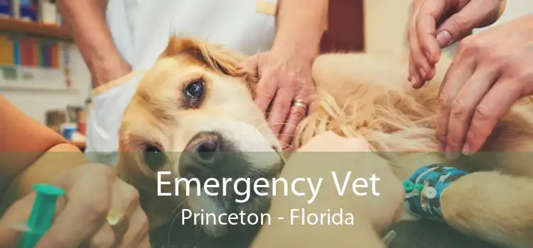 Emergency Vet Princeton - Florida