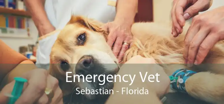 Emergency Vet Sebastian - Florida